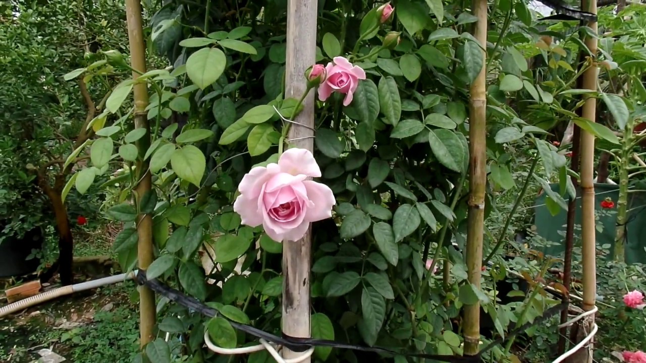 Chậu hoa hồng leo Spirit of Freedom Rose cao trên 2m ở Sa Đéc