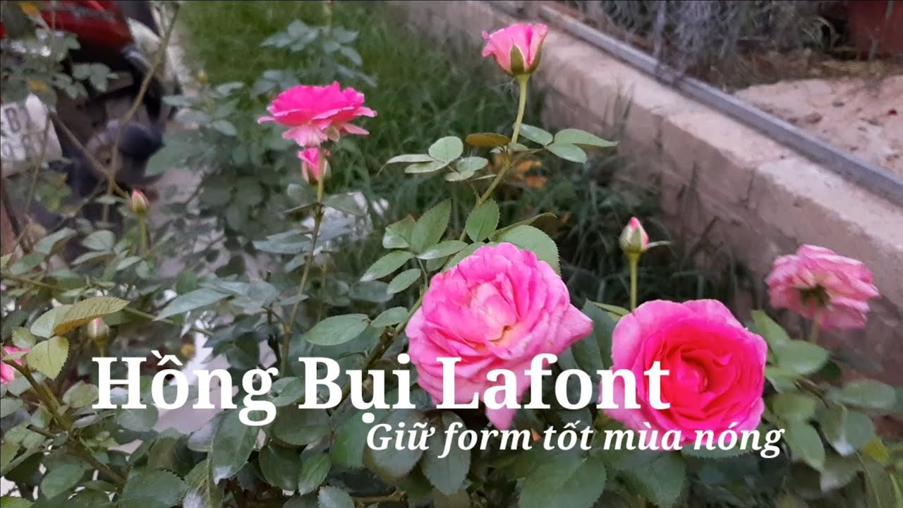 Chậu hồng Lafont cực chất - giống hoa hồng đẹp và đắt đỏ nhất
