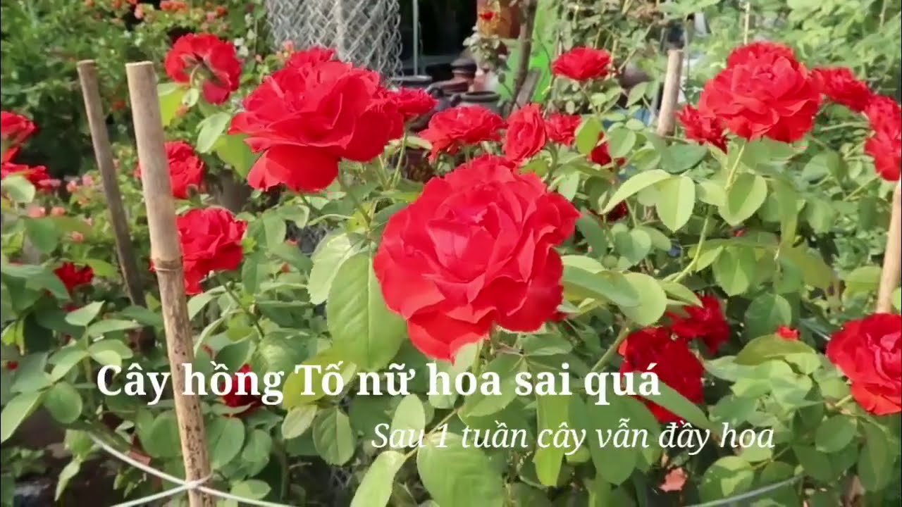 Chậu hồng Tố nữ sau 1 tuần vẫn rực rỡ các bạn ạ