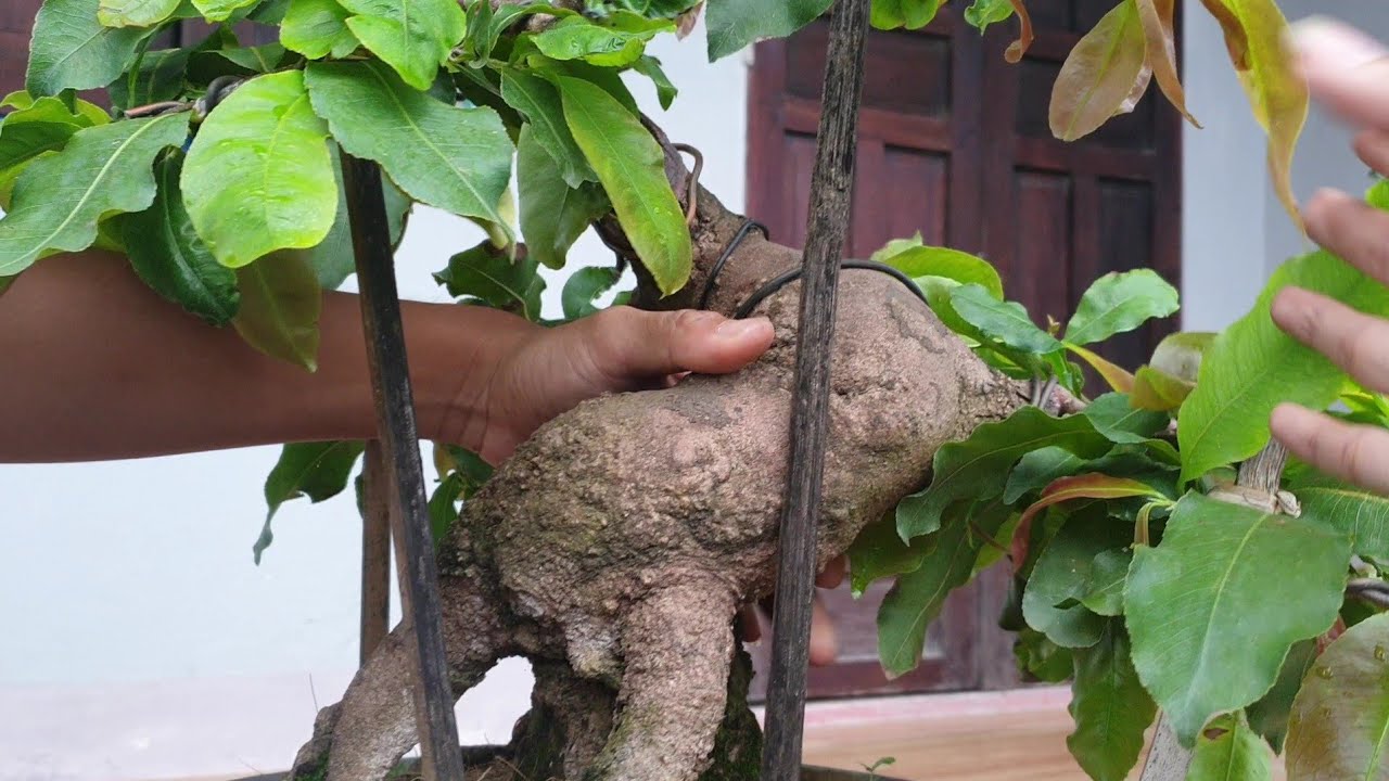 Chậu mai bonsai củ xù lùn lực giá 8tr (đã bán)