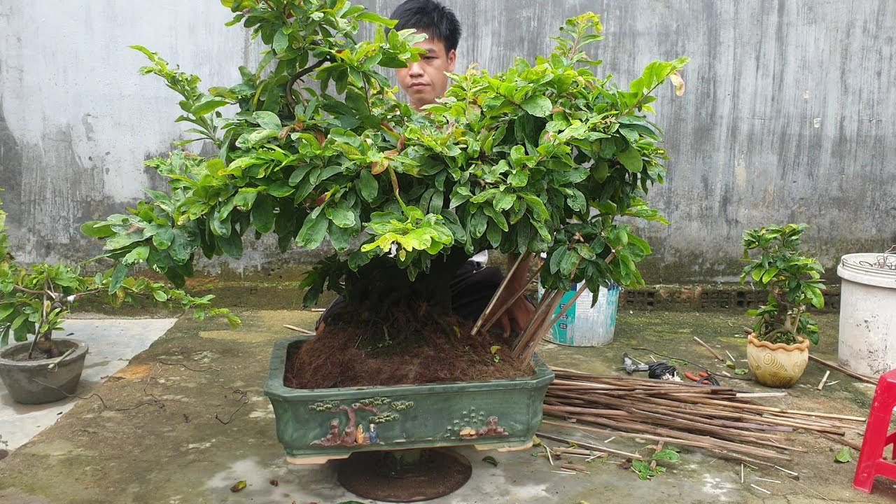 Chậu mai bonsai cúc hoàng hậu dáng bay hàng độc lạ