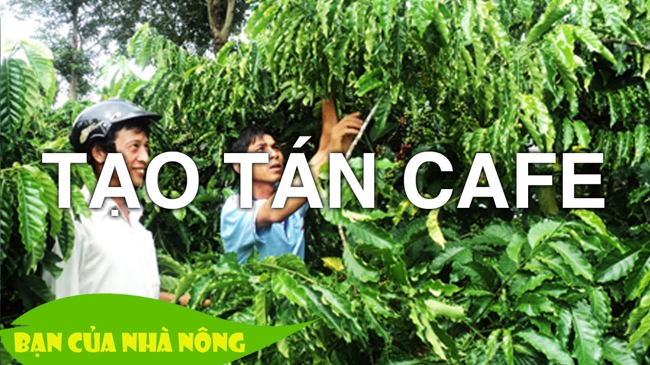 Chế độ dinh dưỡng và Kinh nghiệm tạo hình cho cây Cafe (Cà Phê) sau thu hoạch