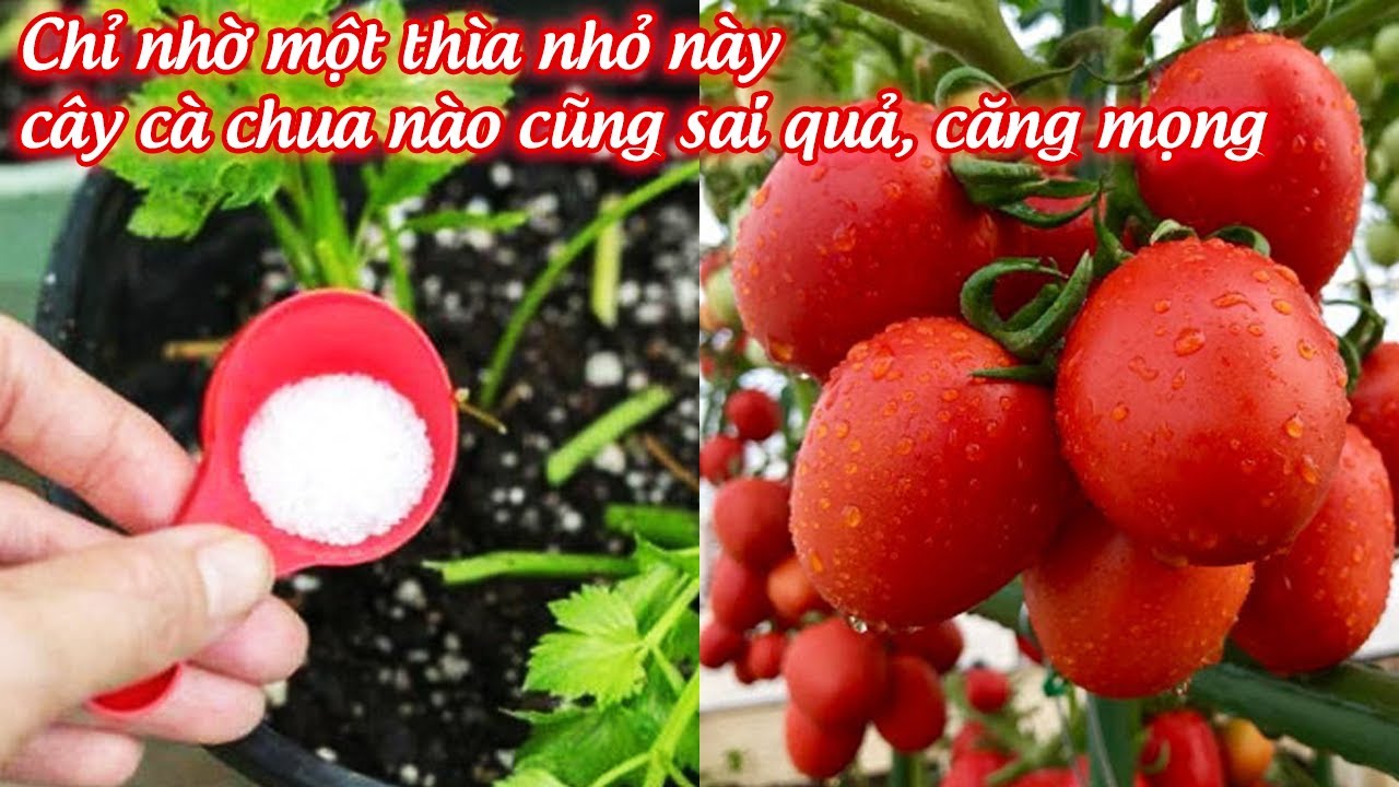 Chỉ nhờ 1 thìa nhỏ này, cây cà chua nào cũng sai quả căng mọng - trồng cà chua