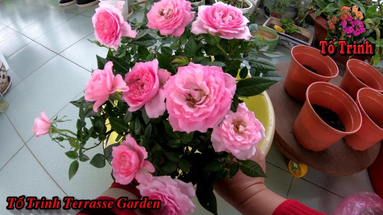 Chia 4 Cây Hoa Hông Ra Khỏi Một Chậu / How To Divide 4 Pink Plants From A Pot