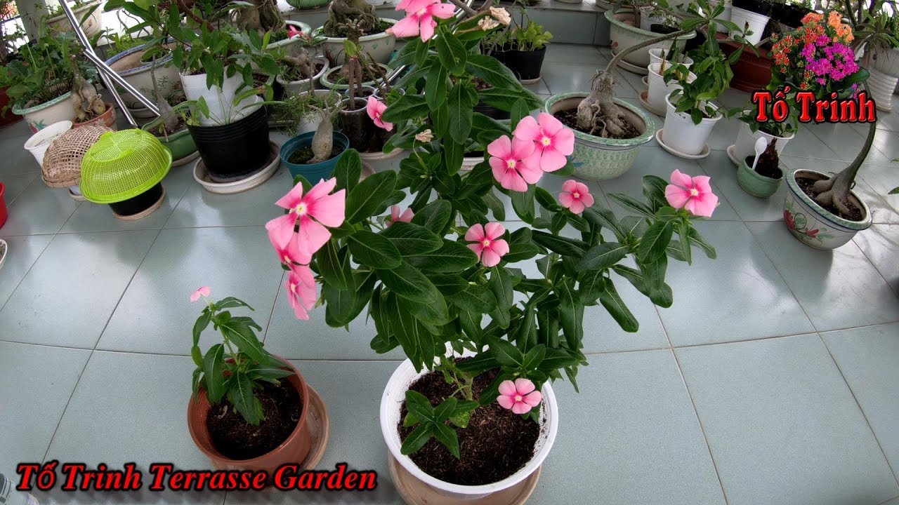 Chia Sẻ Cách Chăm Sóc -  Thay Đất Sang Chậu Hoa Dừa Cạn / Catharantus roseus