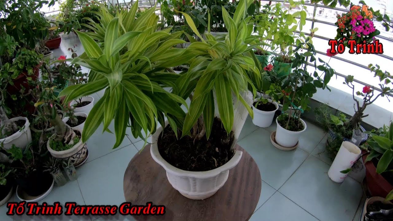 Chia Sẻ Kinh Nghiệm Cách Chăm Sóc Cây Phát Tài Thái / Take care of Dracaena Reflexa