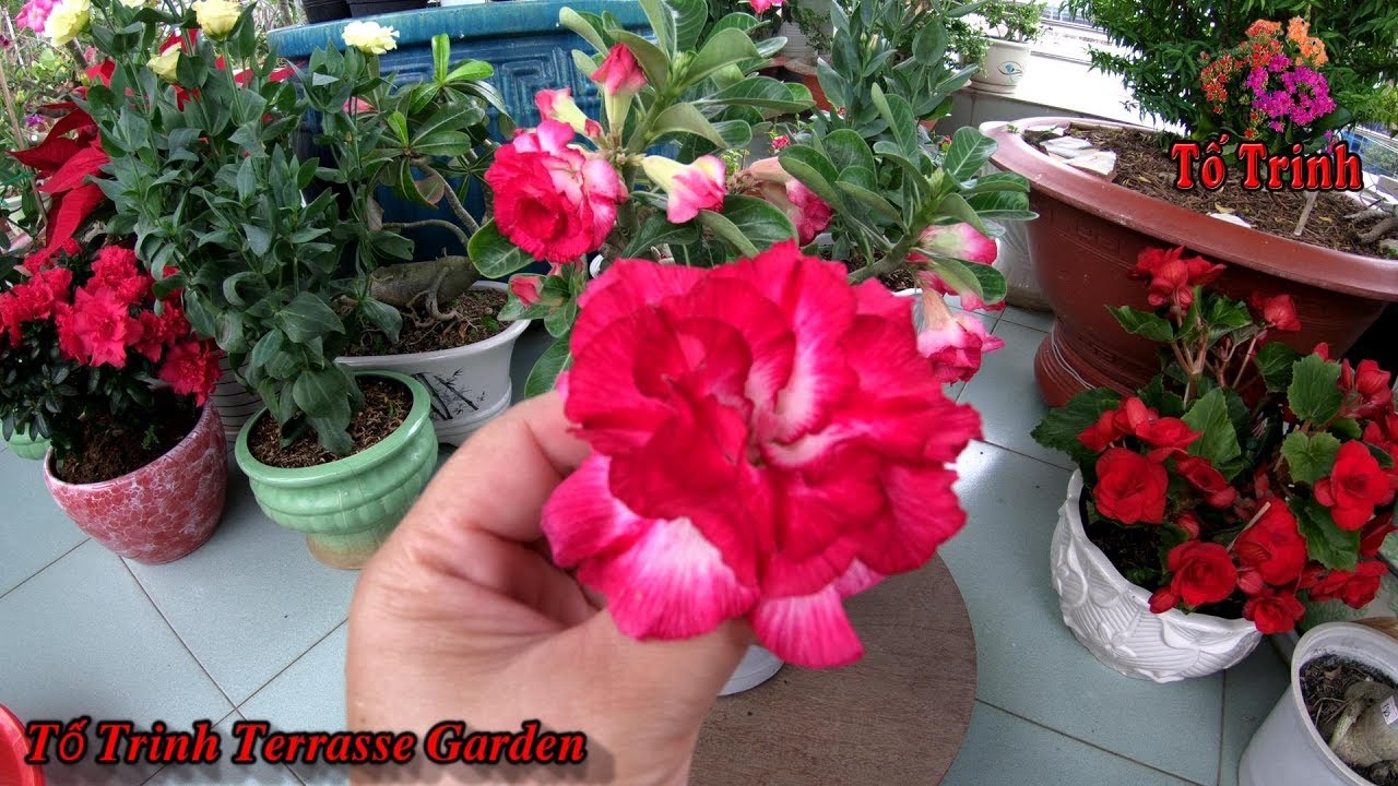 Chia Sẻ Kinh Nghiệm Cách Chăm Sóc Cây Sứ Thái Nam Phương Mua Từ Chợ Hoa - Adenium obesum