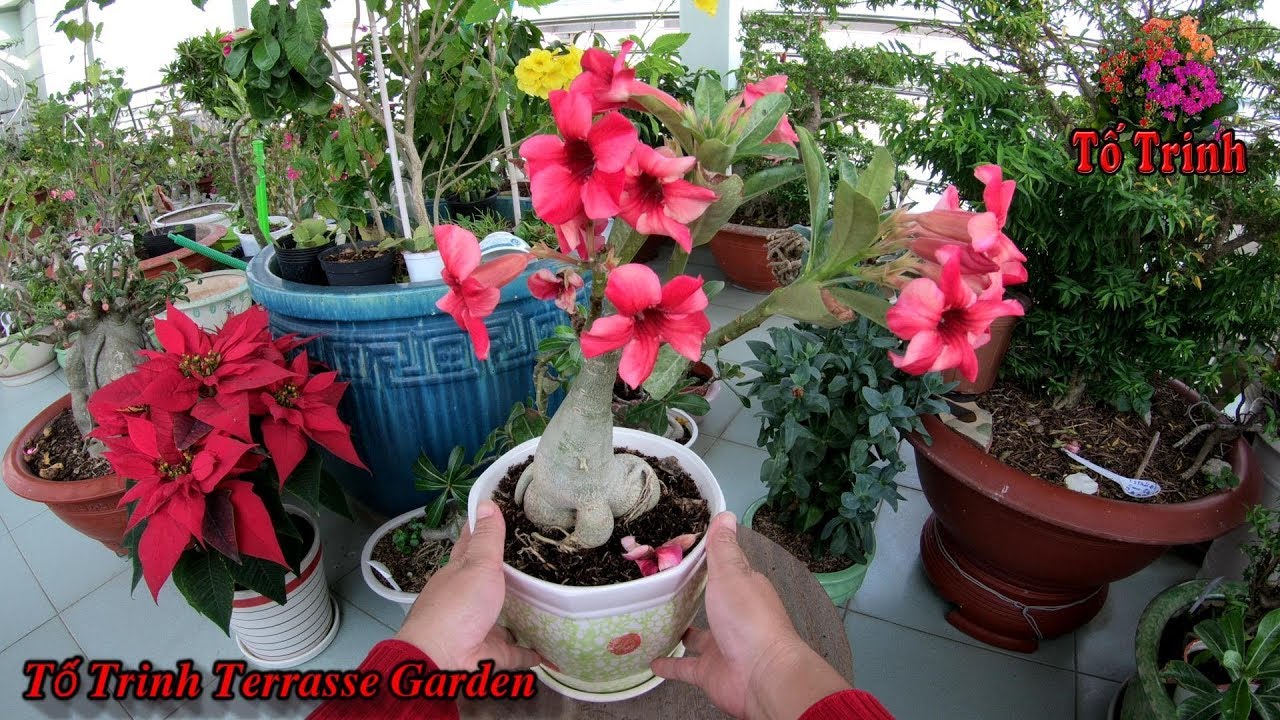 Chia Sẻ Kinh Nghiệm Cách Sang Chậu Cây Sứ Thái Mua Từ Vườn Hoa Kiểng / Adenium obesum