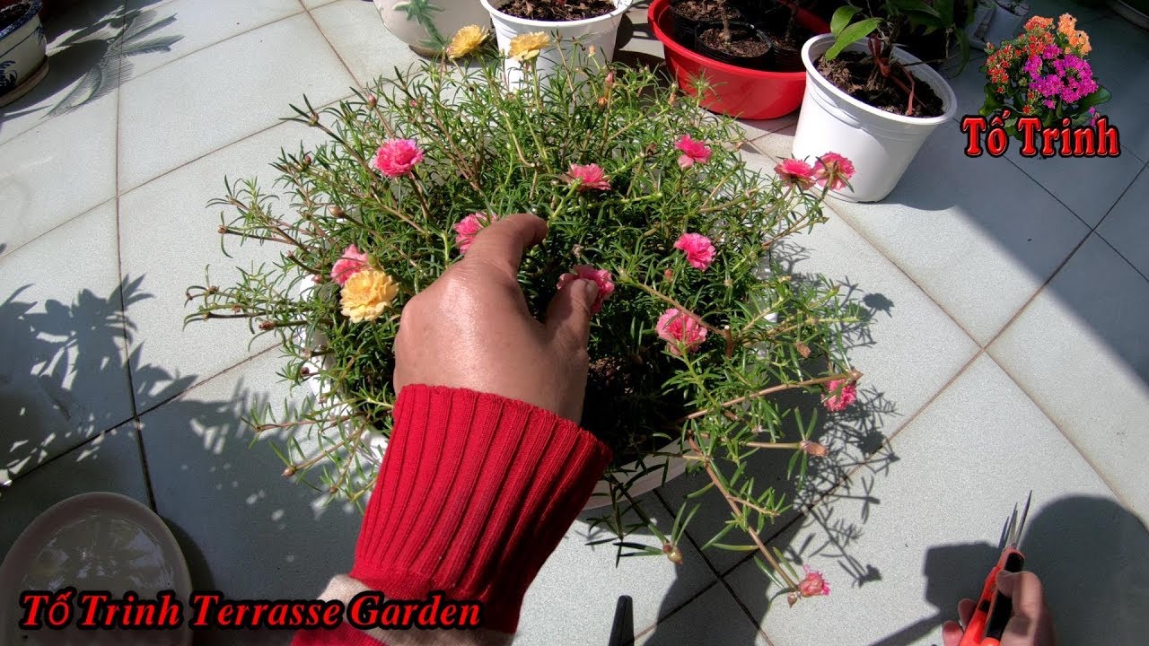 Chia Sẻ Kinh Nghiệm - Cách Trồng Hoa 10 Giờ Vào Chậu - Portulaca Grandiflora