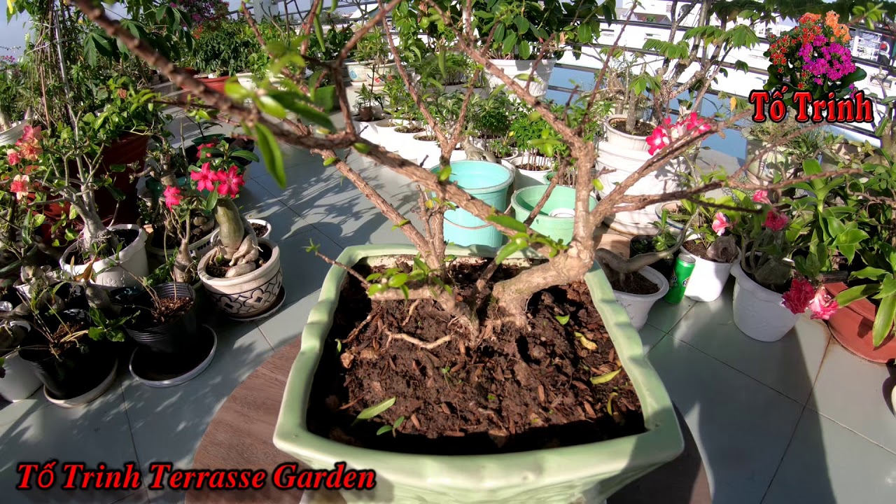 Chia Sẻ Kinh Nghiệm Chăm Sóc Cây Mai Chiếu Thủy Bonsai / Wrightia Religiosa Tree Bonsai