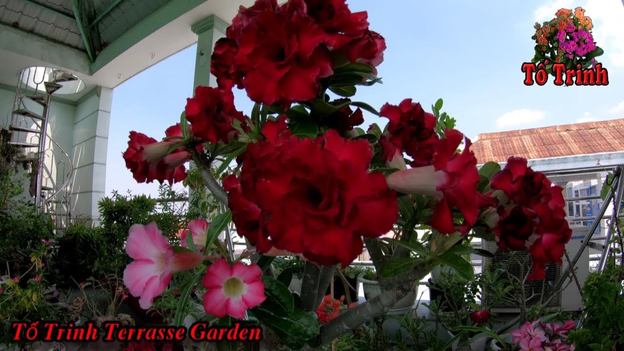 Chia Sẻ Kinh Nghiệm - Thay Đất Sang Chậu Bón Phân Cho Sứ Thái Siêu Hoa - Beautiful Adenium obesum