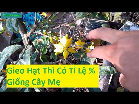 Chia Sẻ Vấn Đề Ươm Mai Con Bằng Hạt Không Giống Cây Mẹ | Tính Bonsai