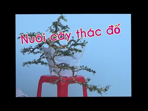 Chia sẻ 1 kinh nghiệm nuôi cây thác đổ - a good method to grow a cascade bonsai.