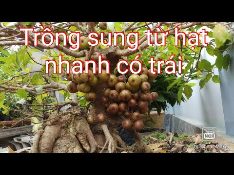 Chia sẻ 1 kinh nghiệm trồng sung từ hạt nhanh có trái