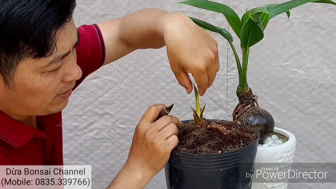 Chia sẽ kĩ thuật tạo lá nhỏ và xoăn cho dừa bonsai/ tips to have small, curly leaves for cocobonsai