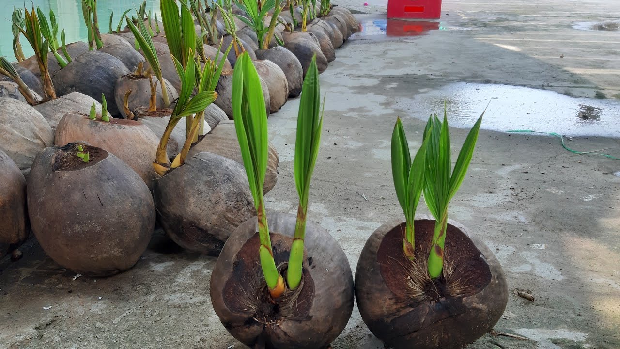 Chia sẽ phôi dừa bonsai 2, 3 mọng độc đáo mới lạ / coconut bonsai / bonsaikelapa