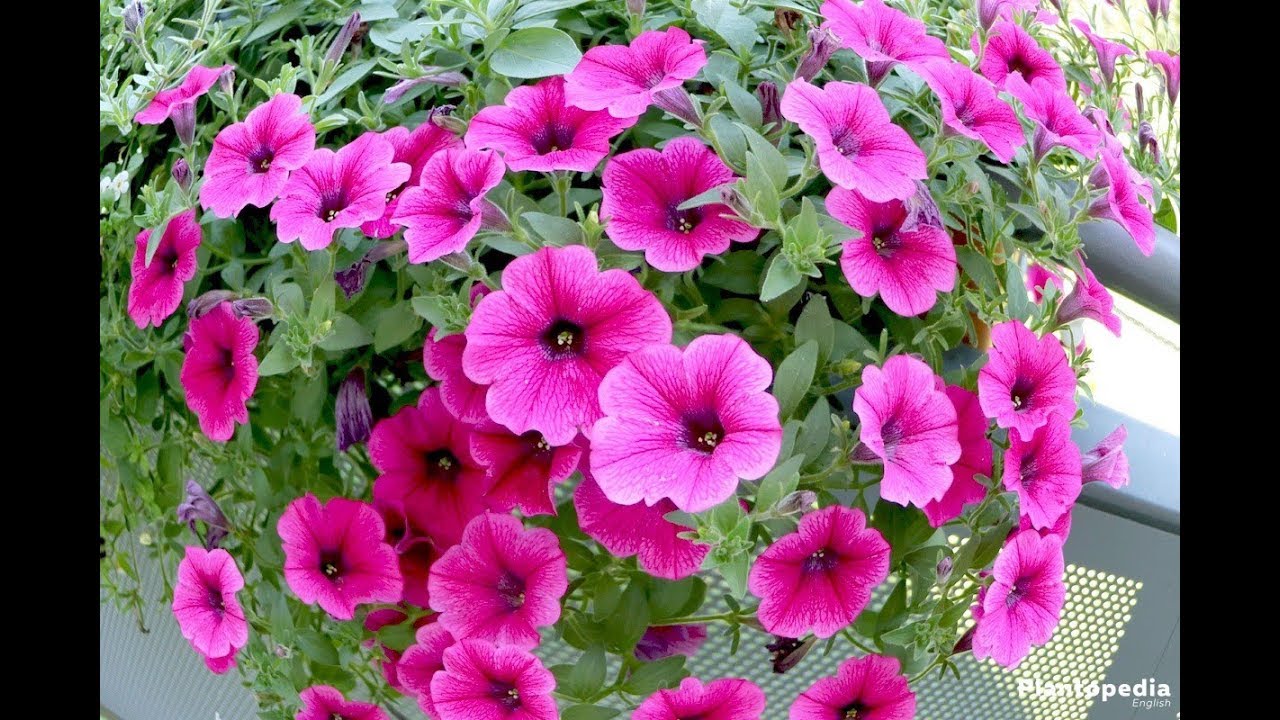 Chia sẻ thật lòng của nhà vườn về loài hoa tuyệt đẹp (How to grow and care for petunia)