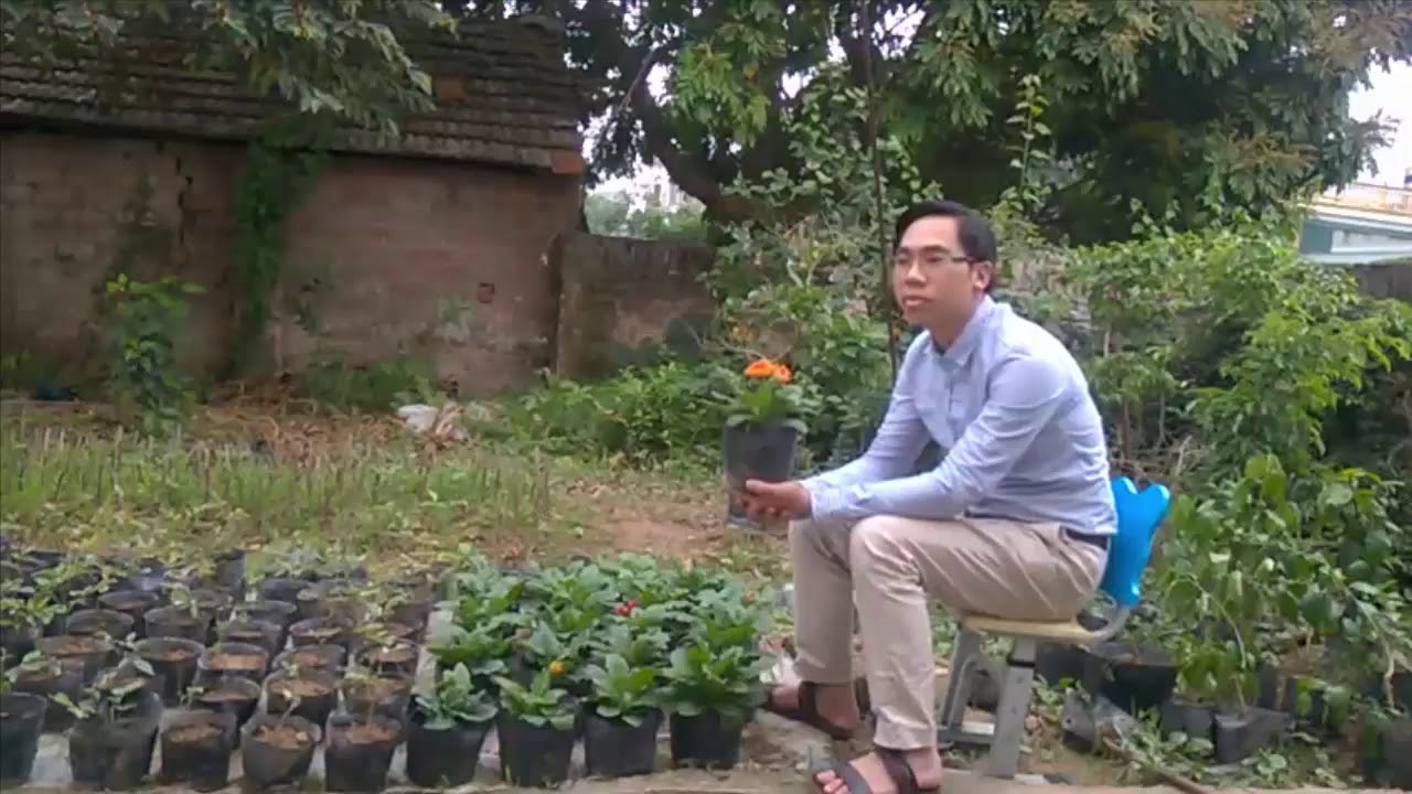 Chia sẻ về cách trồng và chăm sóc hoa đồng tiền lùn