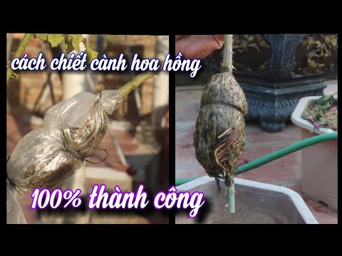 Chiết Cành Hồng 100%Thành Công.Không Cần Mua Giống Hoa Hồng. NGƯỜI ƯƠM MẦM