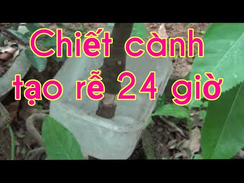 Chiết cây tạo rễ 24 giờ