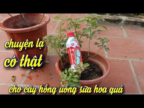 Cho Cây Hoa Hồng Uống Sữa Hoa Quả.Để Kích Mầm Nhanh Phát Triển