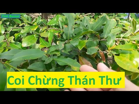 Chú Ý Bệnh Thán Thư Trên Mai Vàng Vào Mùa Mưa | Tính Bonsai