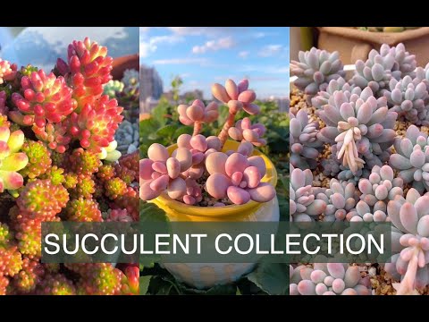 Colorful succulent collection| Bộ sưu tập sen đá đầy màu sắc| 多肉植物 | 다육이들