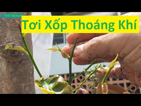 Công Dụng Của Vỏ Đậu Và Cát Trong Chất Trồng Mai Vàng | Tính Bonsai