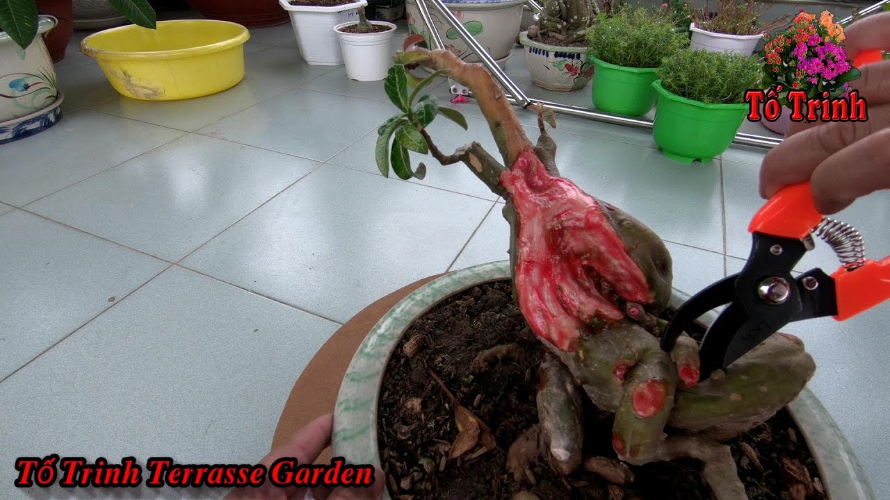 Củ Sứ Thái ( Mổ Xẻ ) Qua Nhiều Lần Cái Kết - Dissect Adenium obesum