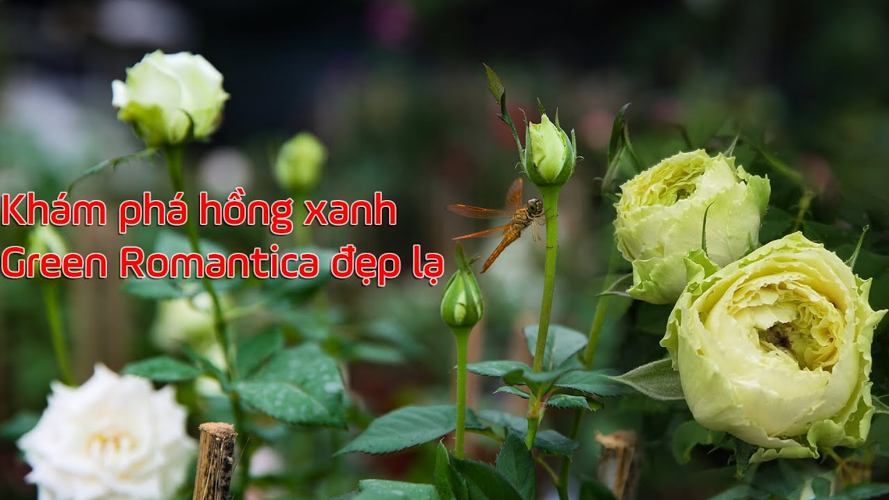 Cực mát mắt với bông hồng Green Romantica màu xanh đẹp lạ