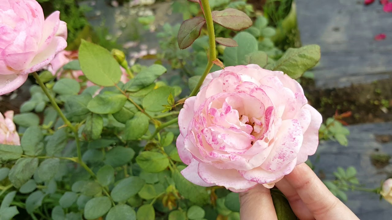 Cùng ngắm nhìn vườn hồng ngoại đẹp lung linh