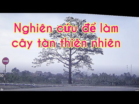 Cùng nhau quan sát cây thiên nhiên - phần 1- study the branches of a tree in nature for a bonsai