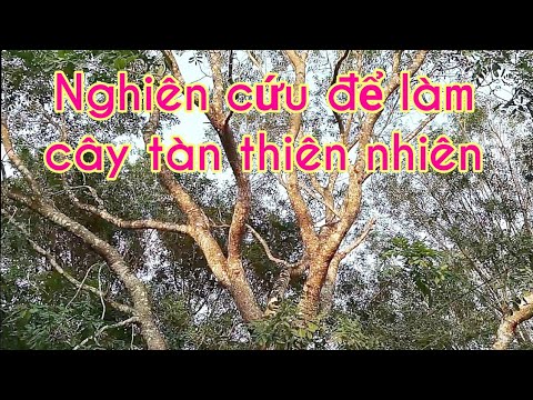 Cùng nhau quan sát cây thiên nhiên - phần 2 - Study trees in nature for making bonsai