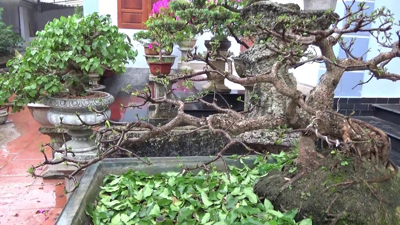 Cùng nhau thực hành uốn cành bay cây ngũ phúc - design an outstreching branch on a bonsai tree.