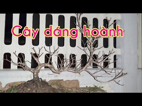 Cùng nhau tìm hiểu cây dáng hoành - the causes make up a semi-cascade bonsai and images of theirs