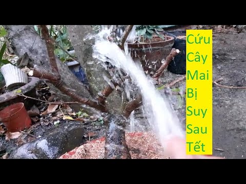 Cứu Cây Mai Vàng Chơi Tết Quá Suy | Tính Bonsai