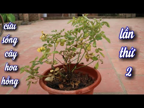 Cứu Sống Cây Hoa Hồng Lần 2..(The second time save a dying rose plant)