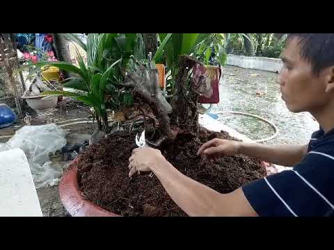 Cứu cụ mai và cách sử lý bộ rể cho cây mai..