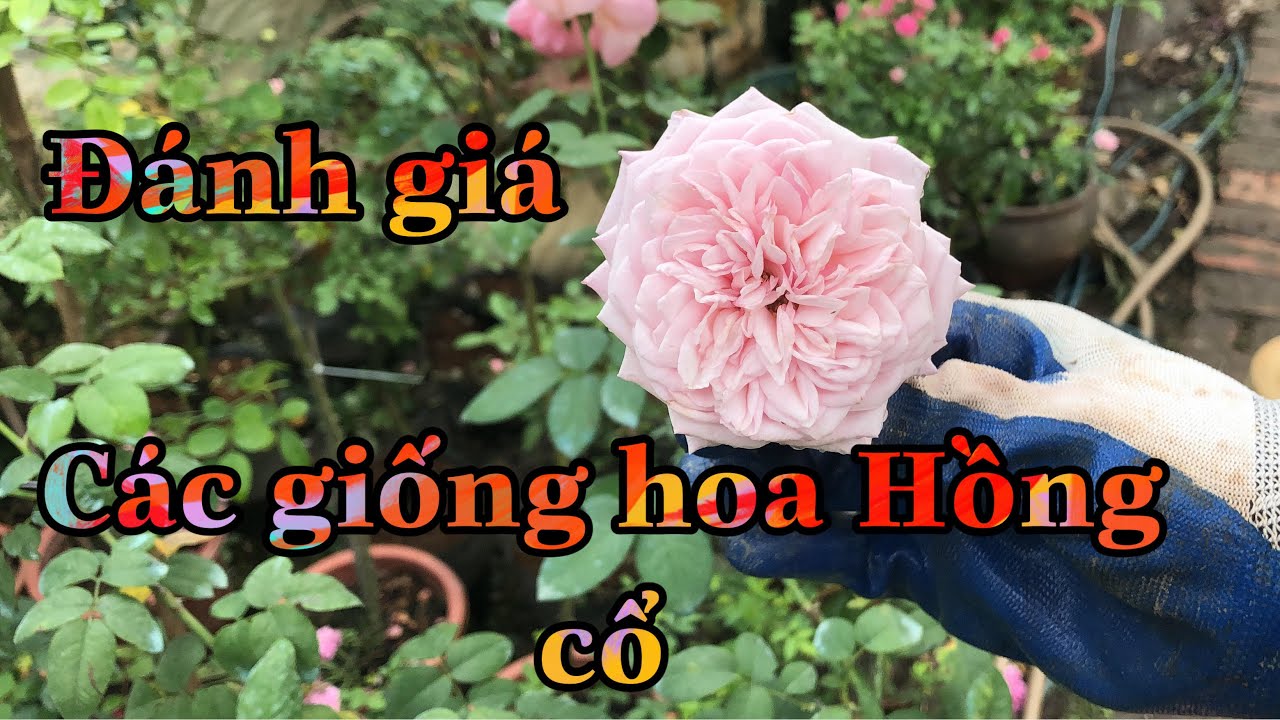 ĐÁNH GIÁ CÁC GIỐNG HOA HỒNG CỔ,CÁC ĐẶC ĐIỂM VỀ HOA HỒNG CỔ.CHUẨN GARDEN TV