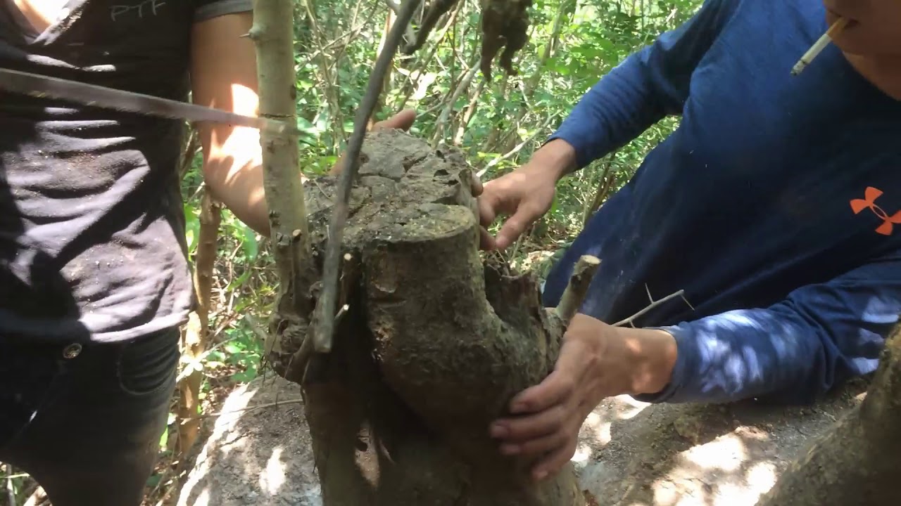 ĐI ĐỤC ĐÁ LẤY CÂY MAI RỪNG - BONSAI VN