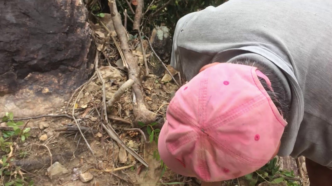 ĐI TÌM BON SAI TRONG SUỐI - bonsai vn