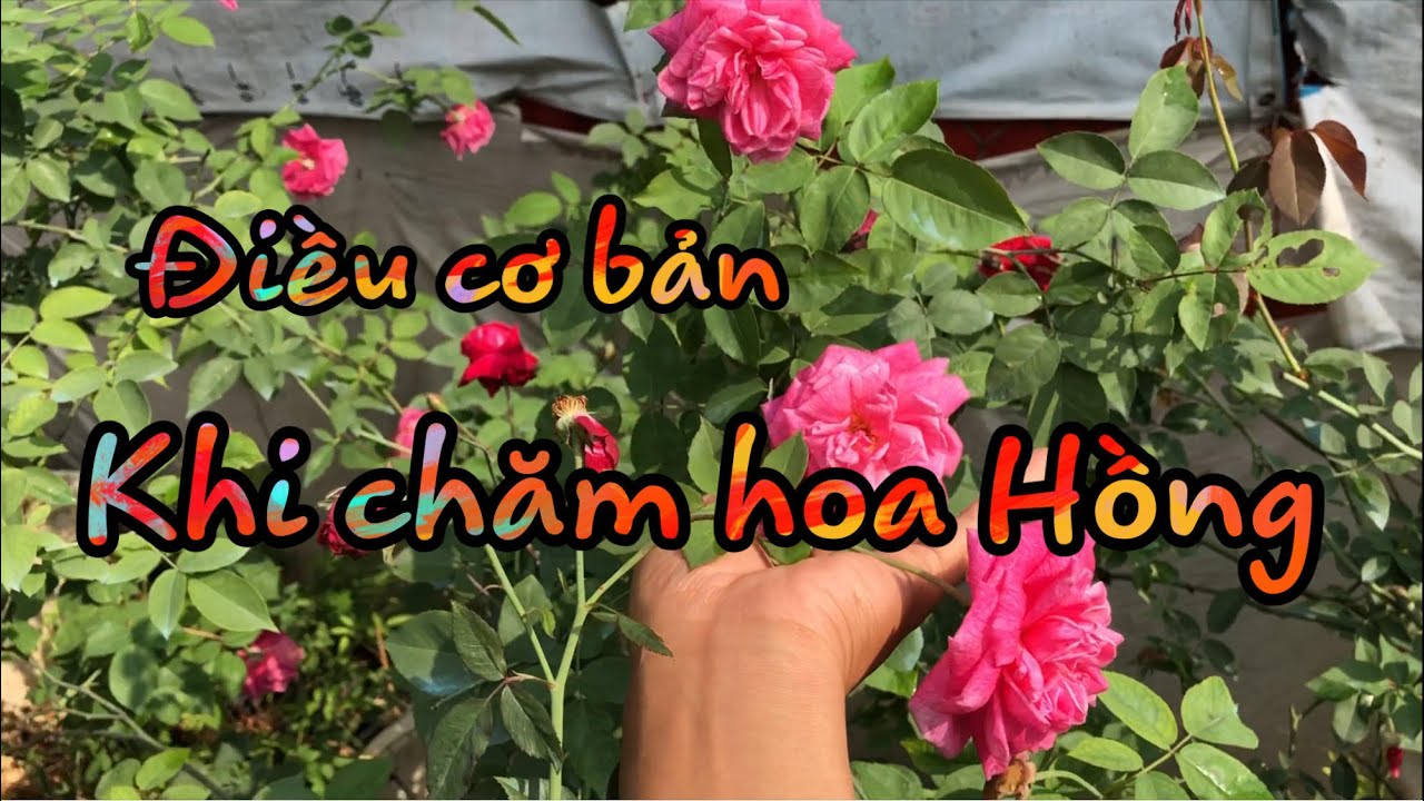 ĐIỀU CƠ BẢN KHI CHƠI HOA HỒNG,HOA HỒNG CỔ THẦN THÁNH.CHUẨN GARDEN TV