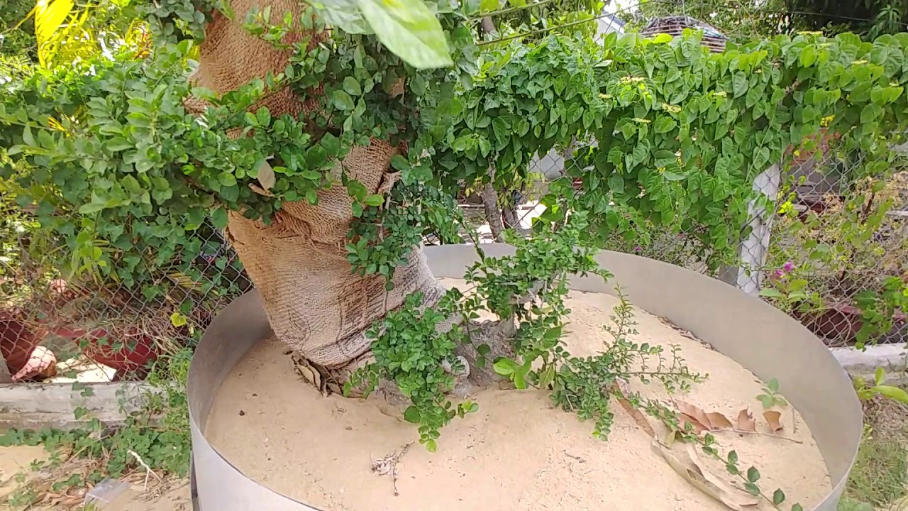 DUỐI VÀ CHẤT TRỒNG CÁT  - BONSAI VN