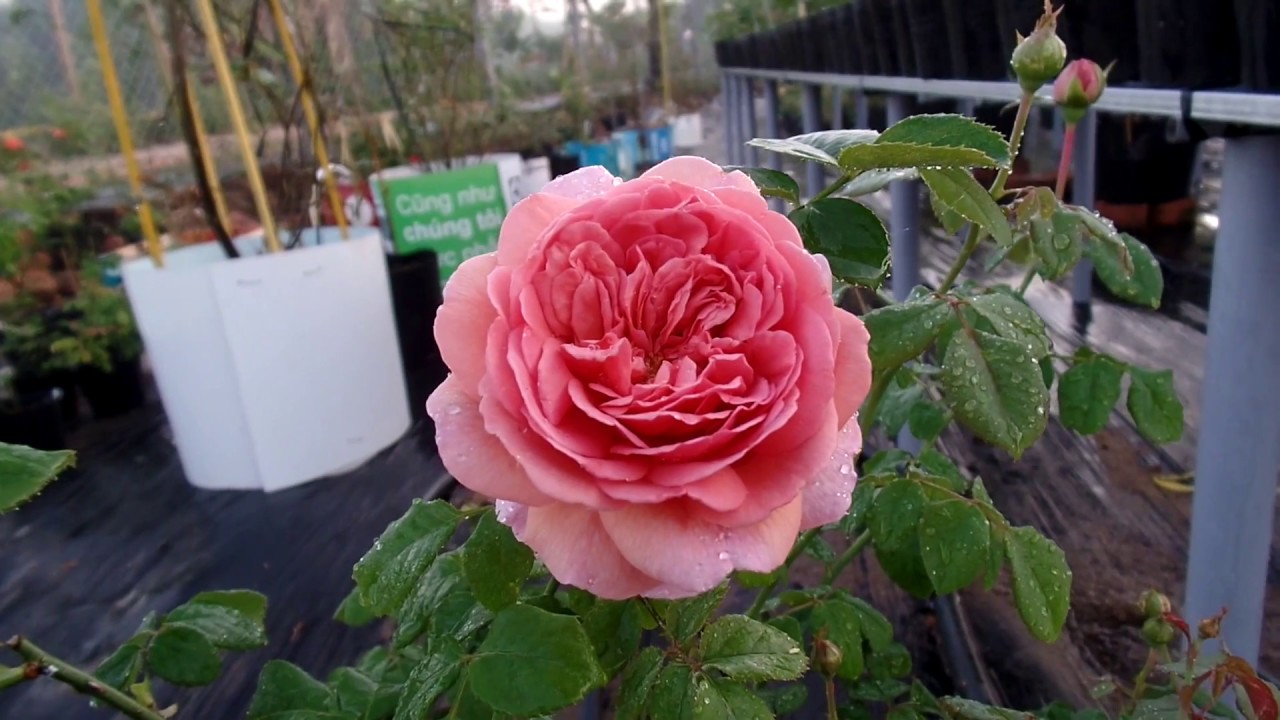 Đánh giá khả năng cho hoa rộ của hồng Princess Alexandra of Kent Rose (Ausmerchant rose)