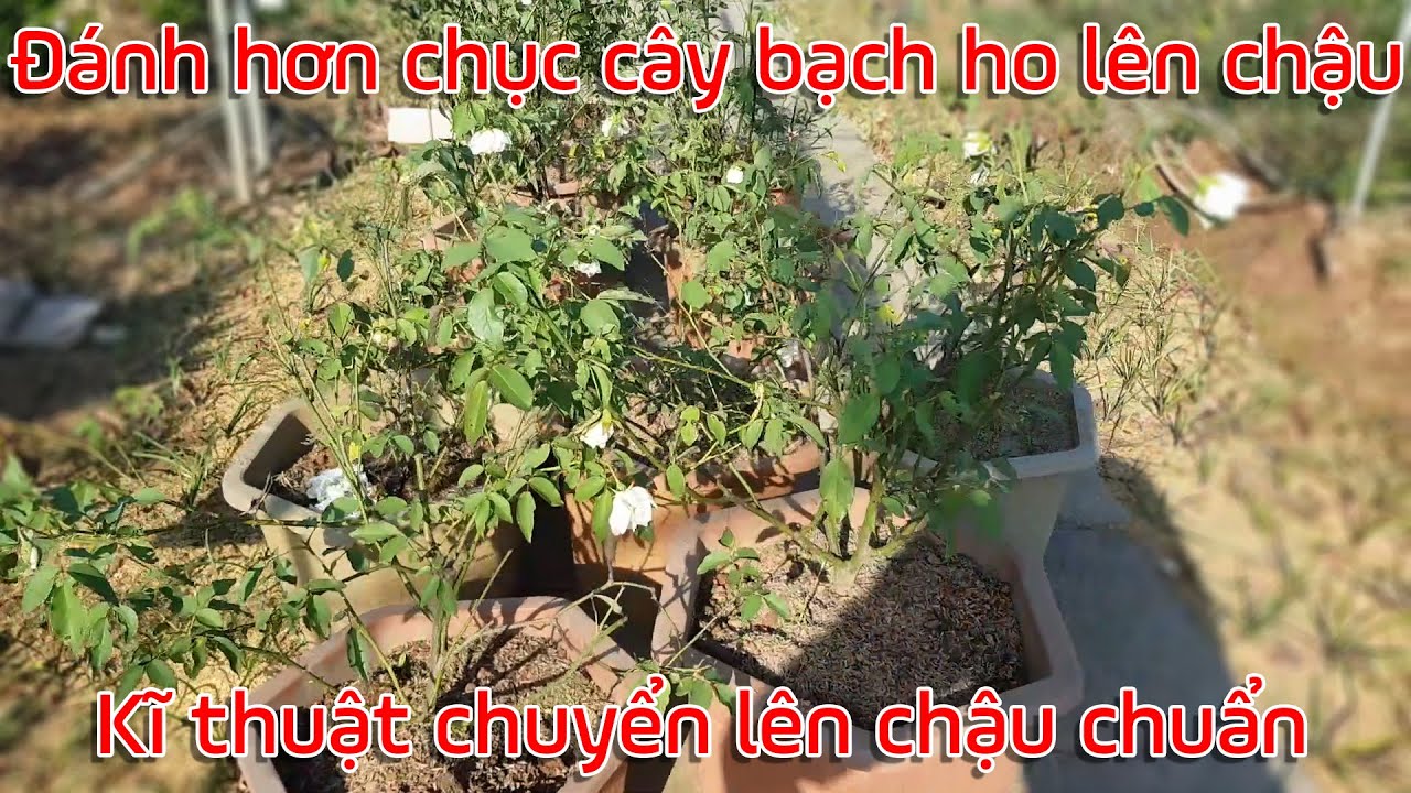 Đánh hơn chục cây bạch ho lên chậu, kĩ thuật đánh cây chuẩn