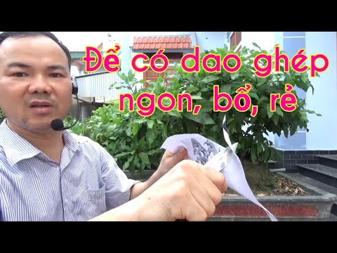 Dao ghép ngon bổ rẻ