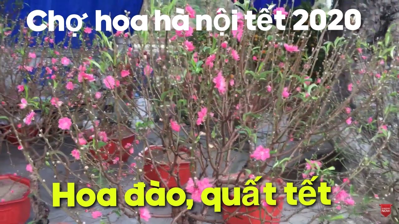 Đào, quất tại chợ hoa xuân Hà Nội năm 2020 | S Garden