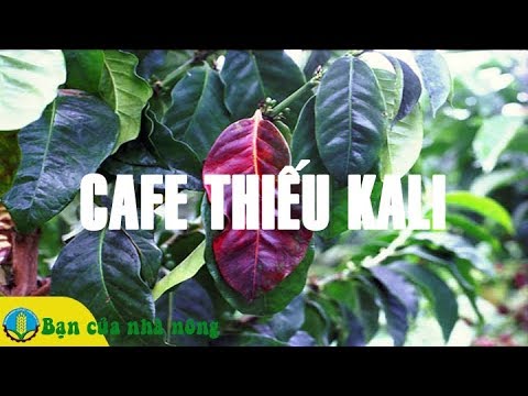 Dấu Hiệu Nhận Biết Cây Cafe Thiếu Kali / Bạn Của Nhà Nông