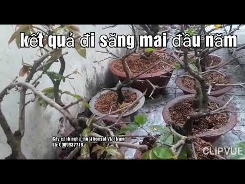 Đầu năm đi mua mai