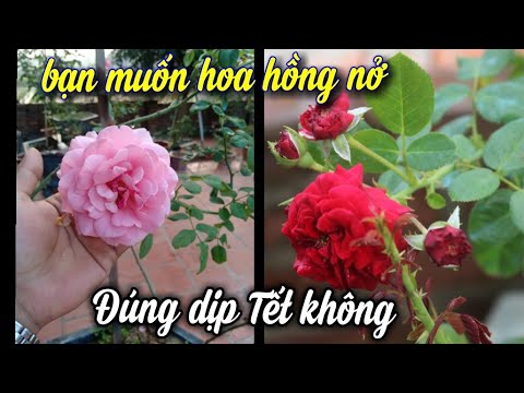 Để Hoa Hồng Nở Đẹp Đúng Tết, Chăm Sóc Kiểu Này.. NGƯỜI ƯƠM MẦM